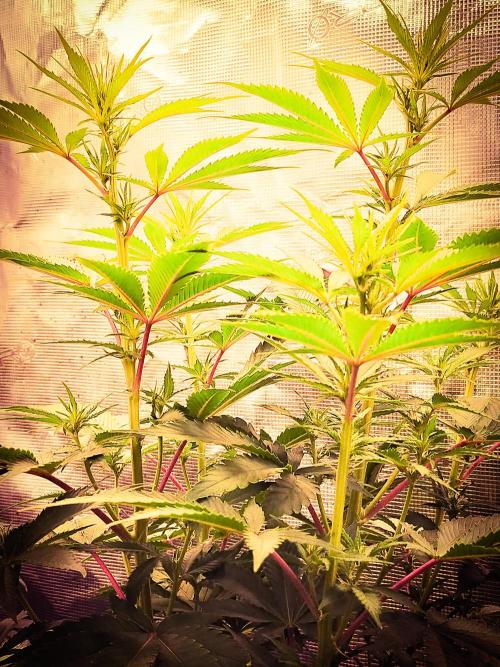 Rose Soda 34-36% thc. Week 7