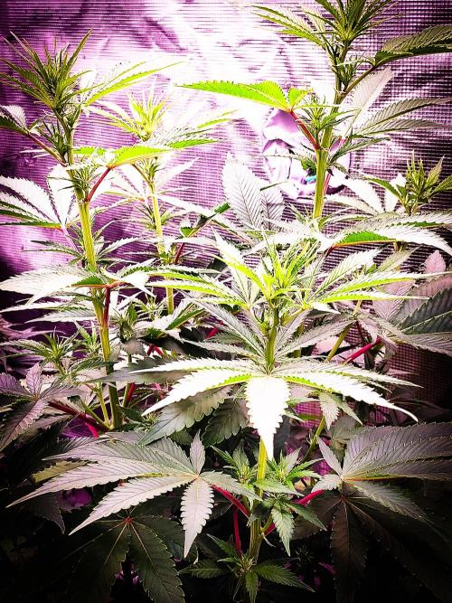 Rose Soda 34-36% thc. Week 7