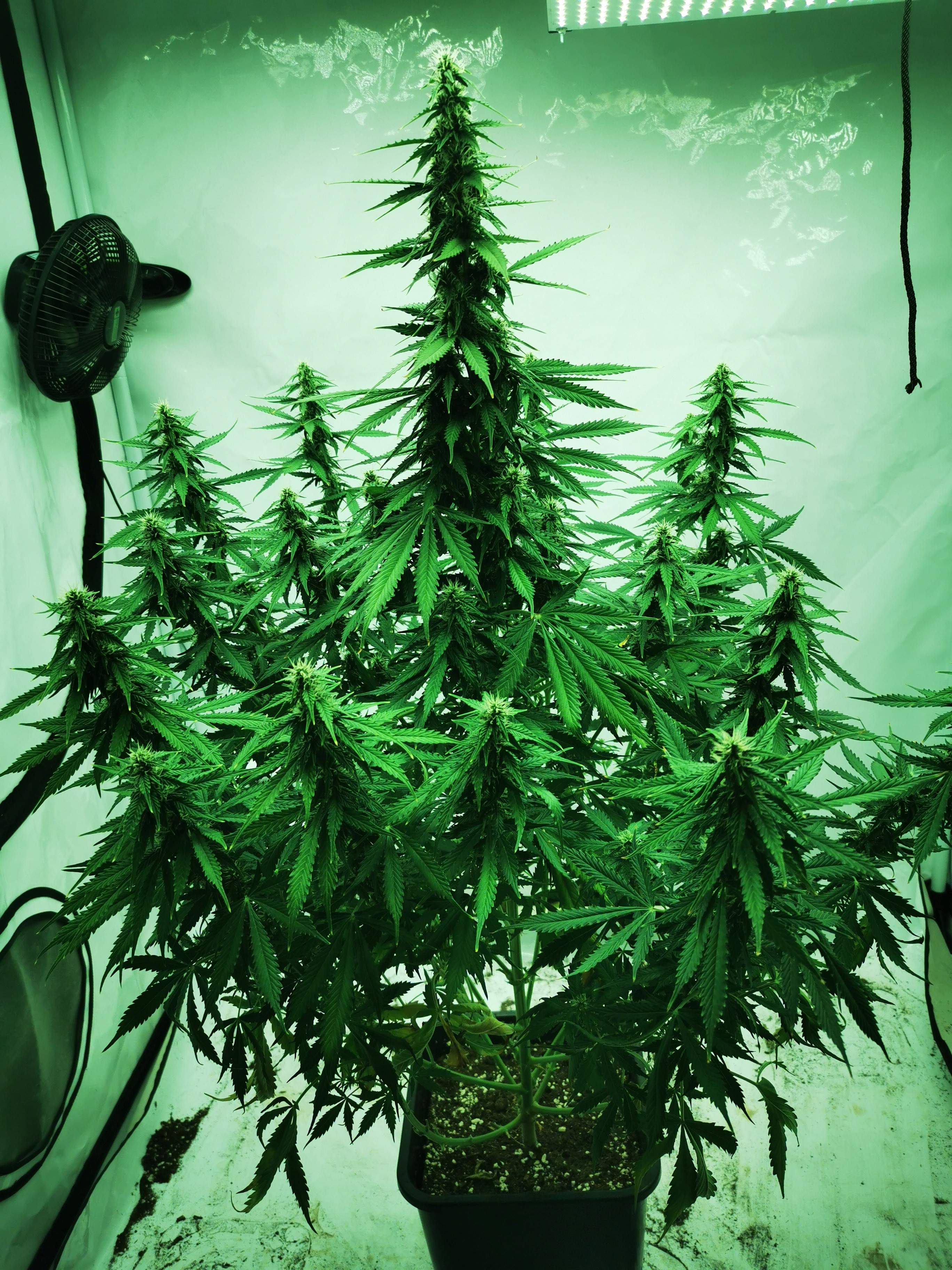 Fast Buds Pineapple Express Auto grow diary (journal) week8 by RelooM