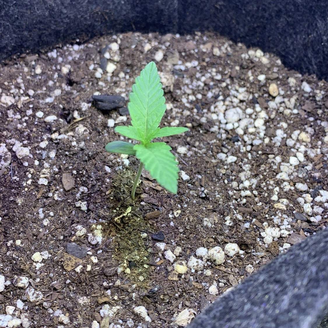 Sweet Seeds Cream Caramel Auto® grow diary (journal) week1 by zeegrow