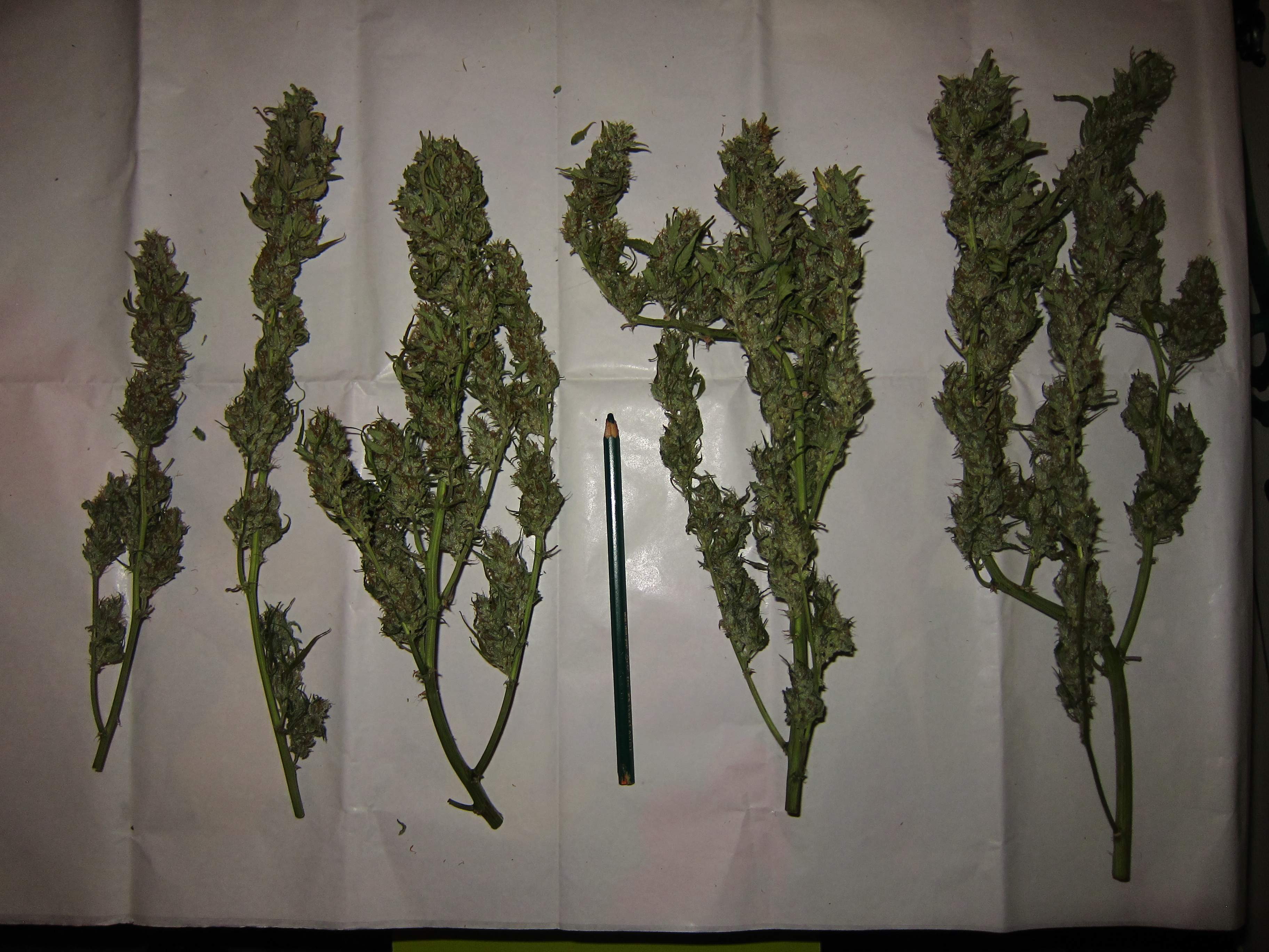 Barney's Farm Blueberry Cheese Auto, Barney's Farm Blue Mammoth Auto