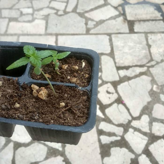 Orange stoned outdoor 2020. Week 2