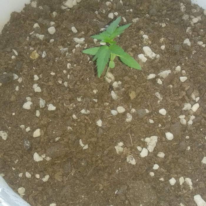 Orange stoned outdoor 2020. Week 3