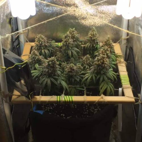 Jack Herer