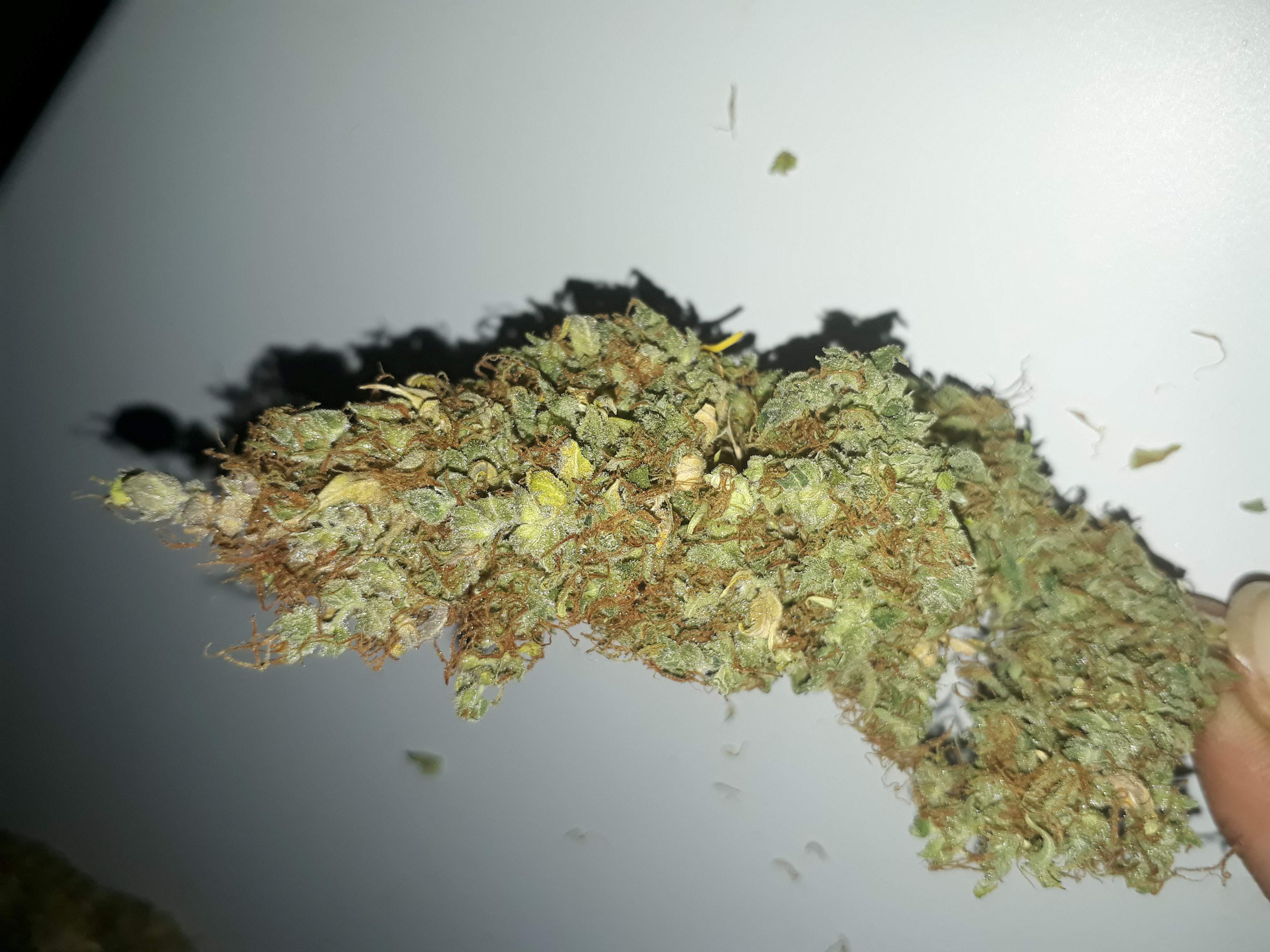 Mephisto Genetics Sour Hound F2 grow diary (journal) harvest14 by Dabout -  GrowDiaries