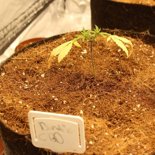 Dinamed CBD. Week 6