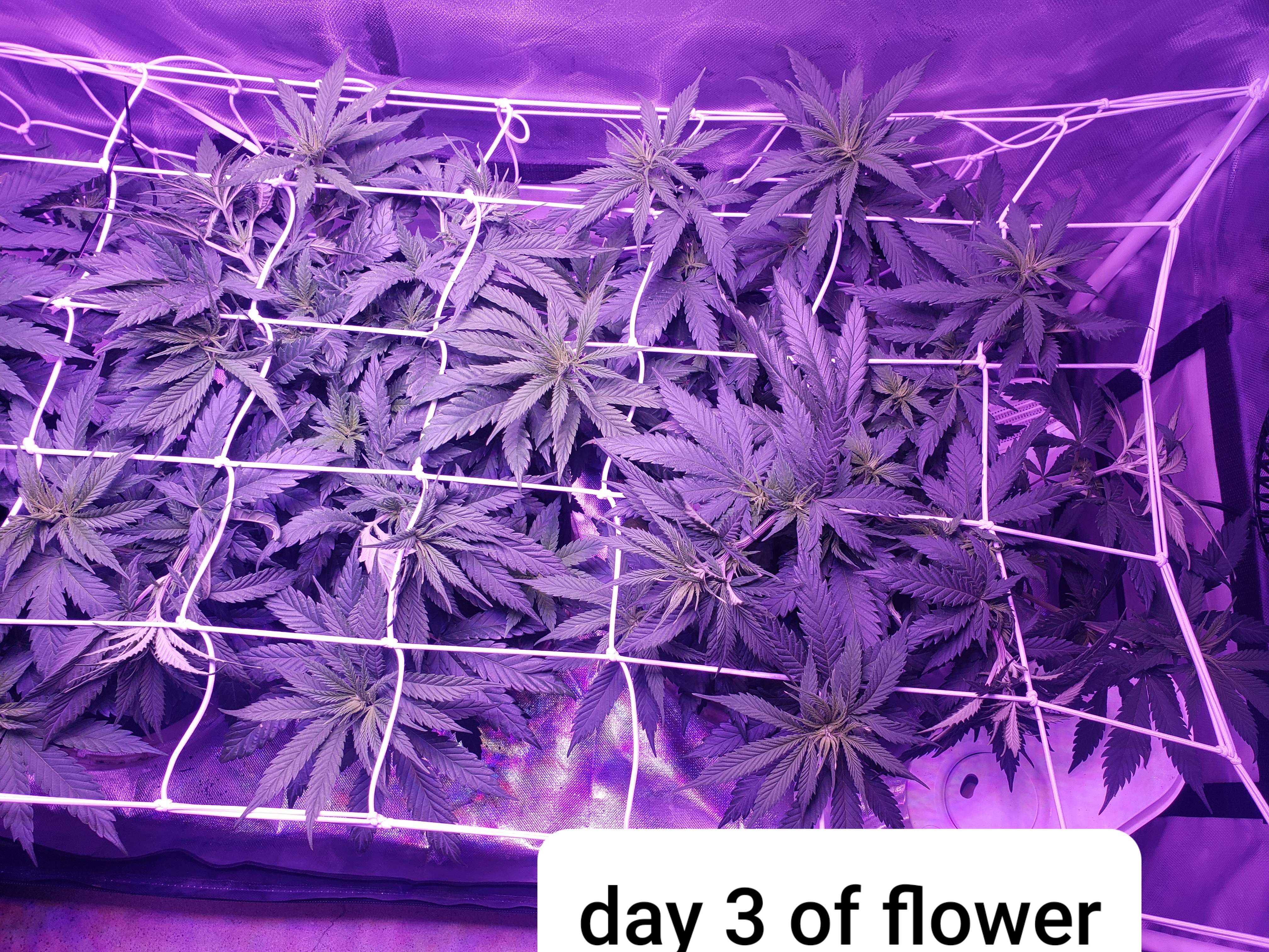 Nirvana Candy Kush 2 grow diary (journal) week7 by infamous8803