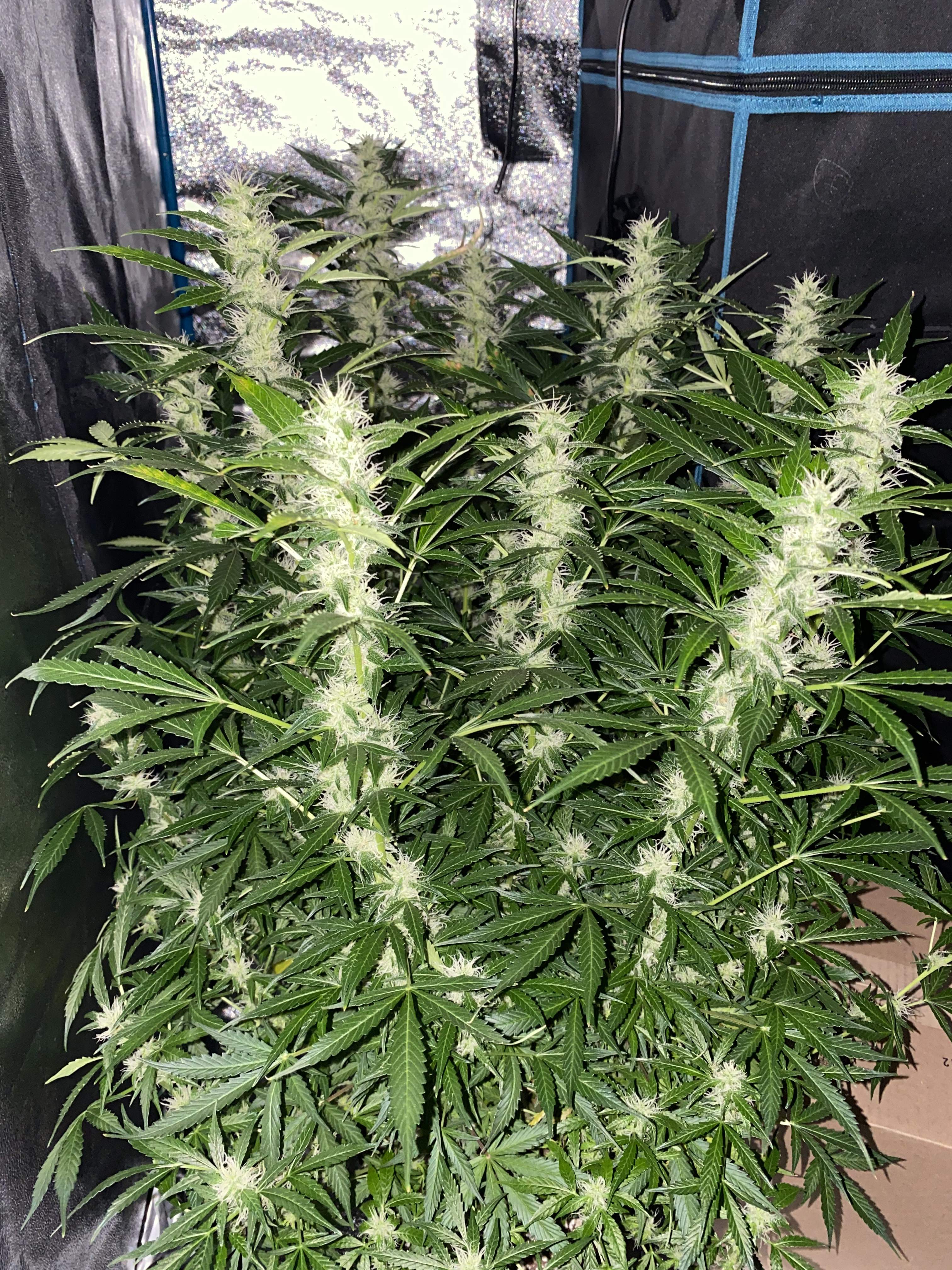 ILGM Blueberry Autoflower grow diary (journal) week15 by
