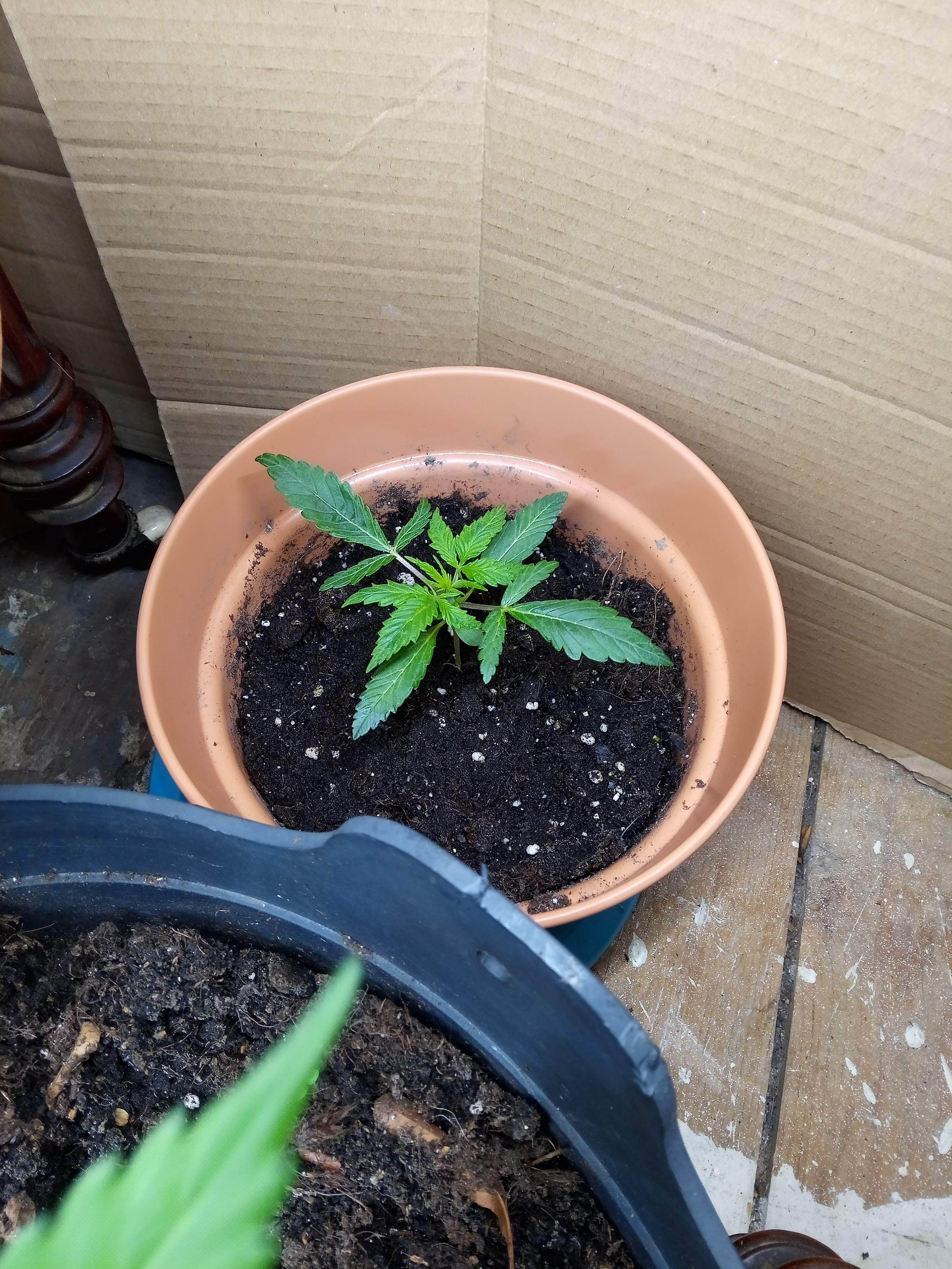 Royal Queen Seeds Purple Queen Automatic, Zamnesia Seeds Girl Scout