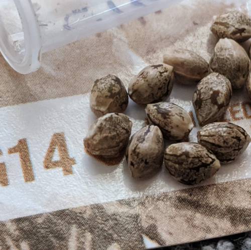 FastBuds - G14. Week 1