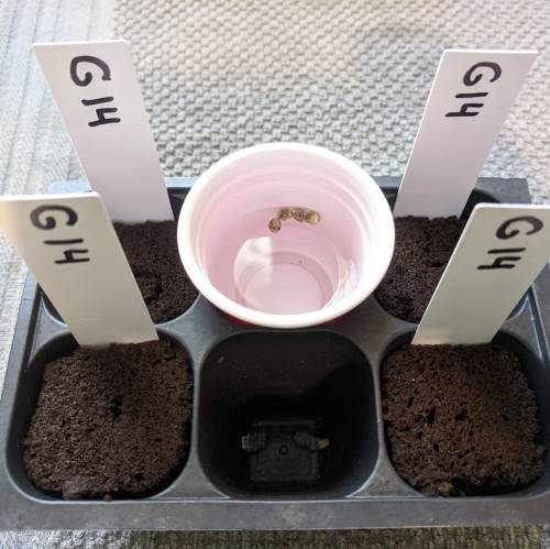 FastBuds - G14. Week 1