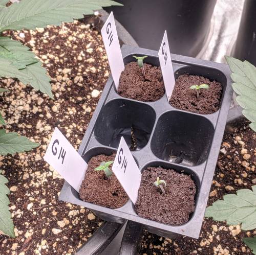 FastBuds - G14. Week 1 - Day 1