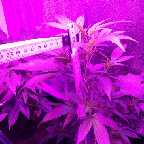 Custom Breeder & Strain Armageddon skunk grow journal by Donerz