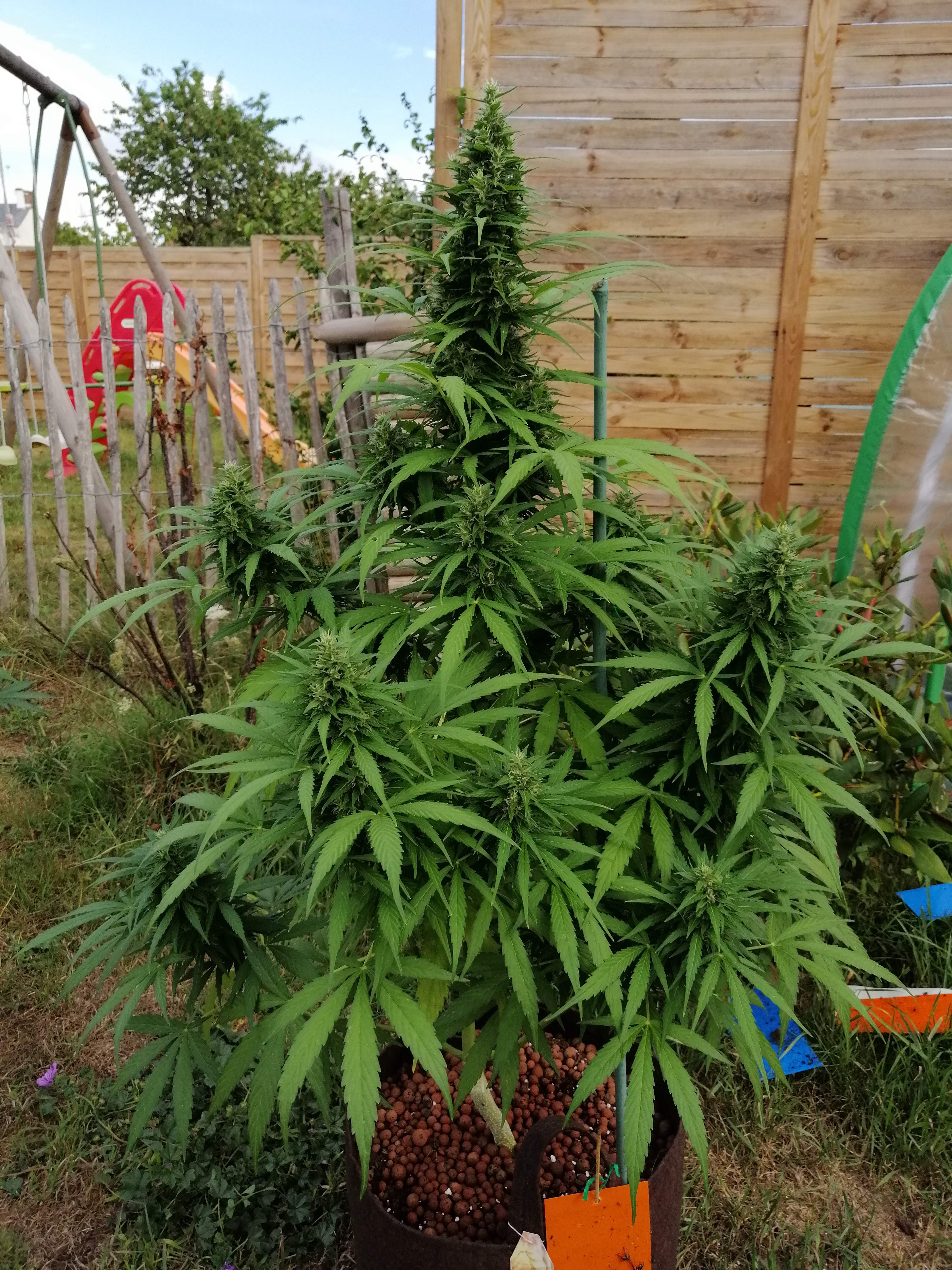 Dinafem Blue Amnesia XXL Auto, Dinafem Blue Cheese Autoflowering grow