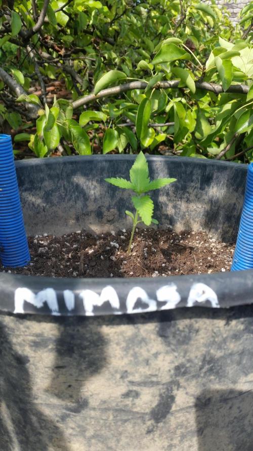 2026 május - - - október. Week 2 - Weedseedexpress - Mimosa - Photopheriod