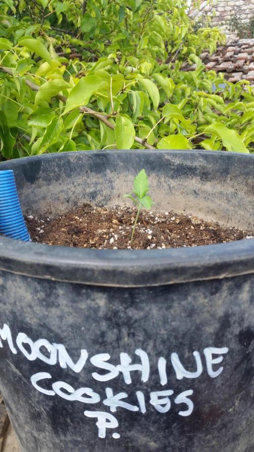 2026 május - - - október. Week 2 - Weedseedexpress -  Moonshine Cookies - Photopheriod