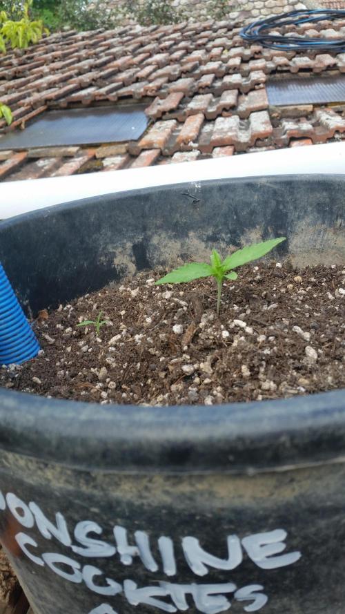 2026 május - - - október. Week 2 - Weedseedexpress -  Moonshine Cookies -Auto