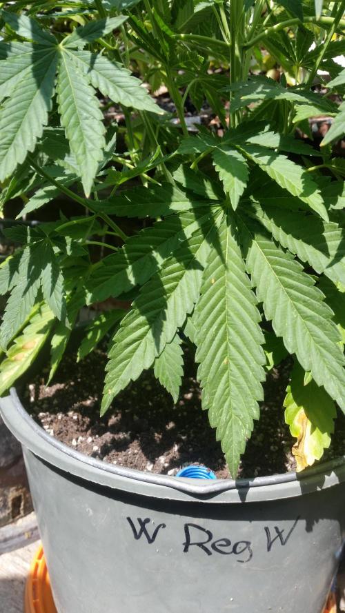2026 május - - - október. Week 6 - White Widow Reg.