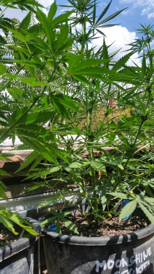 2026 május - - - október. Week 6 - Moonshine Cookies Auto 75 cm