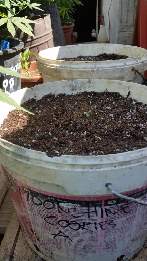 2026 május - - - október. Week 6 - Moonshine Cookies Auto 4. nap csírázás