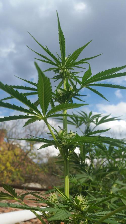 2026 május - - - október. Week 6 - Grandfather Og Auto virágzás