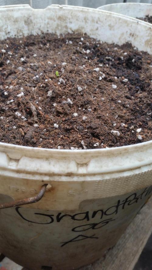 hullott magok + 3 auto. Week 0 - Grandfather Og Auto 07 09