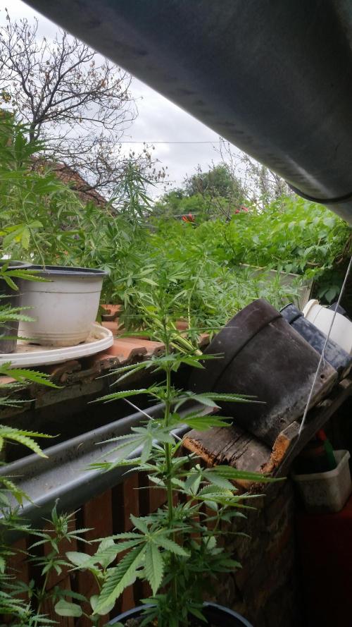 hullott magok + 3 auto. Week 0 - noname 