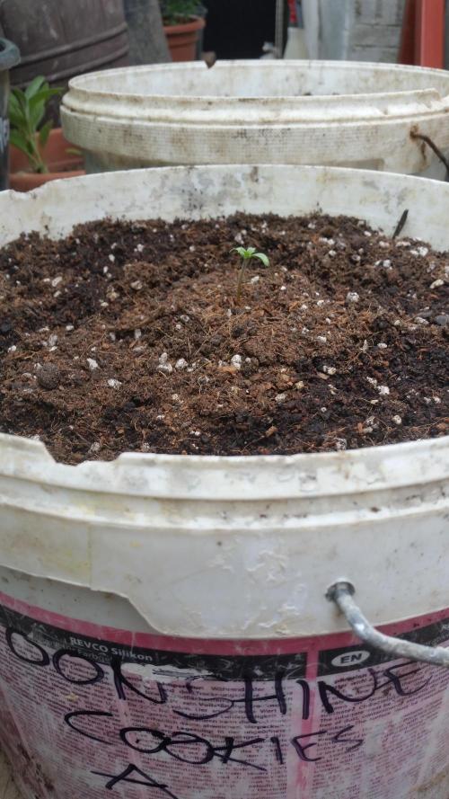 Moonshine Cookies Auto. Week 0