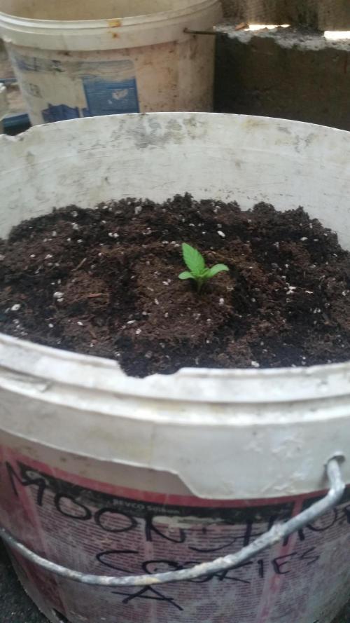 hullott magok + 3 auto. Week 1 - Moonshine Cookies Auto 