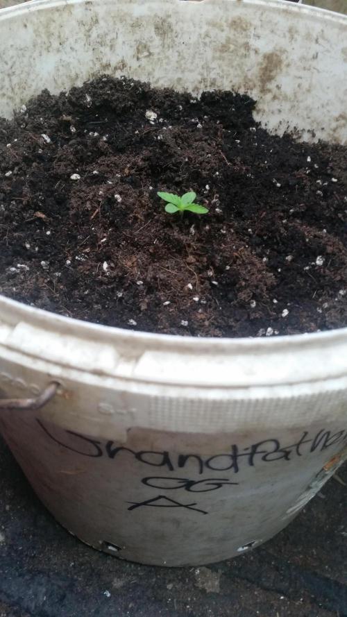 hullott magok + 3 auto. Week 1 - Grandfather Og Auto
