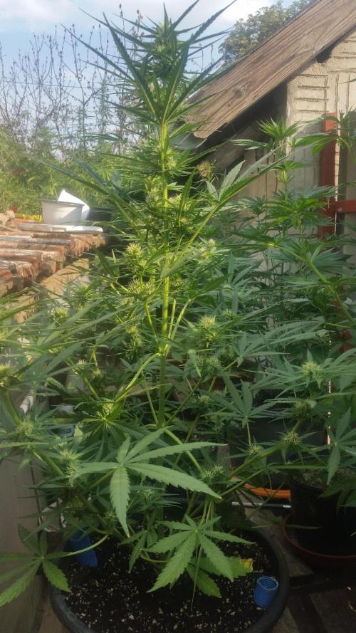2026 május - - - október. Week 7 - Moonshine Cookies Auto.
