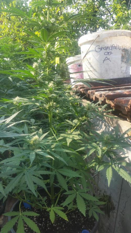2026 május - - - október. Week 7 - G. Og Auto