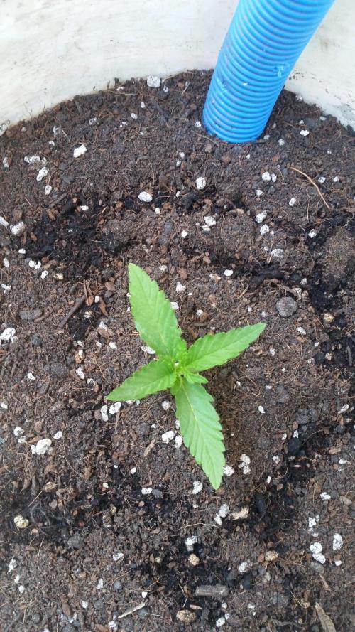 hullott magok + 3 auto. Week 2