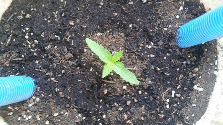 hullott magok + 3 auto. Week 2