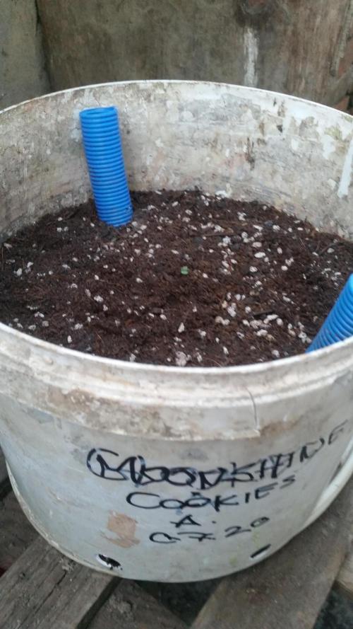 hullott magok + 3 auto. Week 1 - 07 25   a Moonshine Cookies auto növekedésnek indult