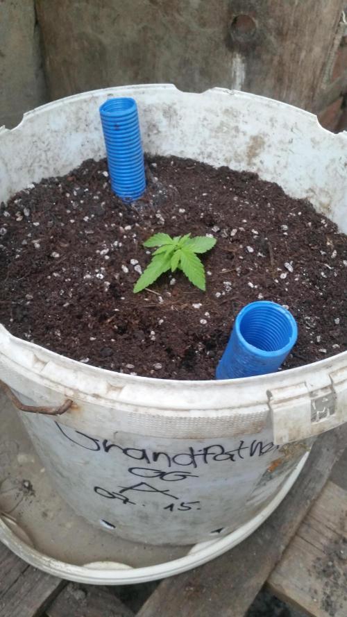 hullott magok + 3 auto. Week 1 - Grandfather Og auto