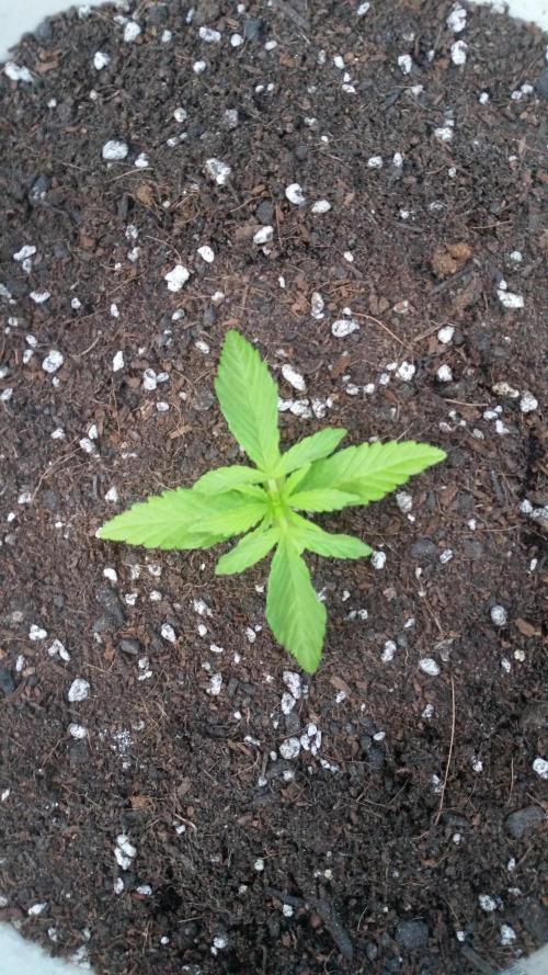 hullott magok + 3 auto. Week 1 - Grandfather og auto 10 nap