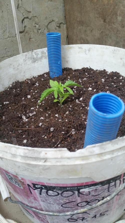 hullott magok + 3 auto. Week 1 - Moonshine Cookies auto 10 nap