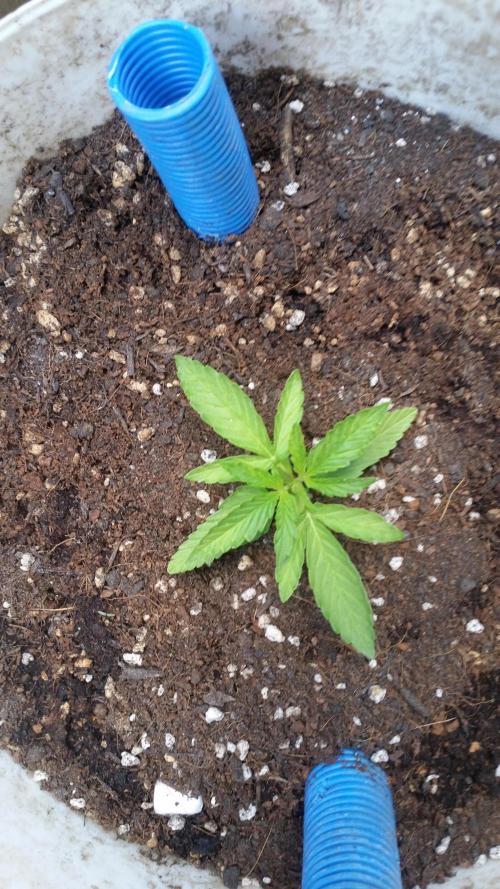 hullott magok + 3 auto. Week 3