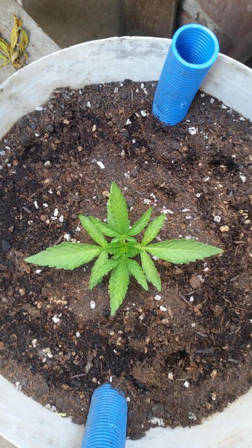 hullott magok + 3 auto. Week 3