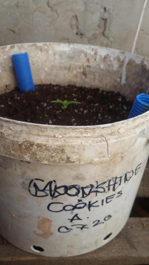 3 autoflower. Week 3