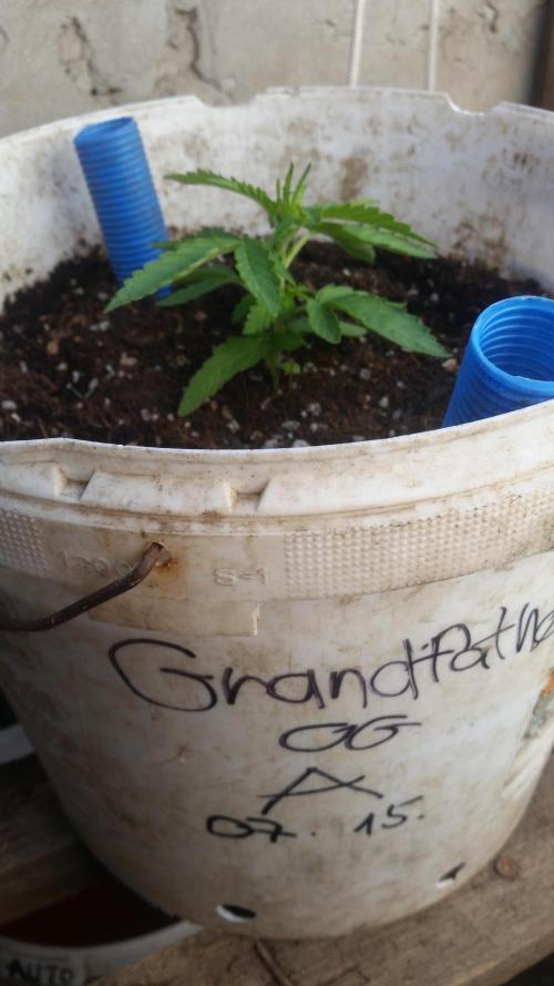 3 autoflower. Week 3