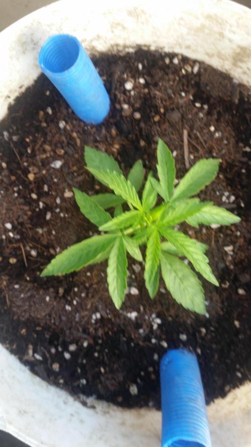 3 autoflower. Week 3