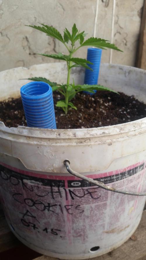 3 autoflower. Week 3 - szépen begyorsított a növekedésben