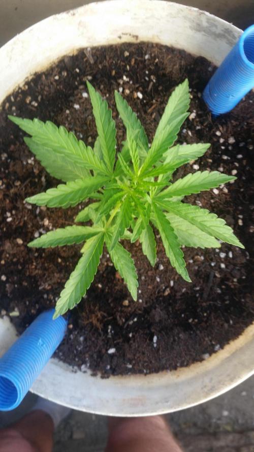 3 autoflower. Week 3