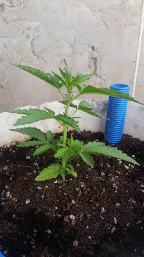 3 autoflower. Week 3 - 08. 01. - Moonshine Cookies auto - úgy tűnik beindult nála a virágzás kezdete.