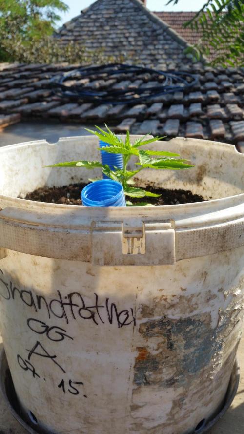 3 autoflower. Week 4