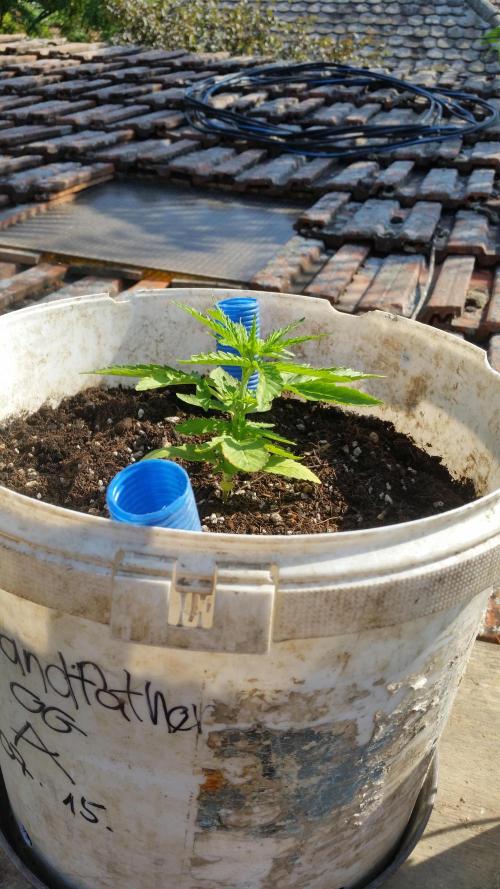 3 autoflower. Week 4