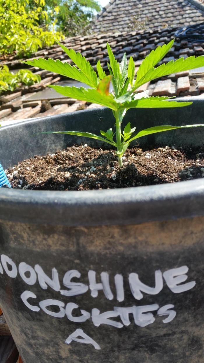 Weedseedsexpress Moonshine Cookies Auto. Week 3