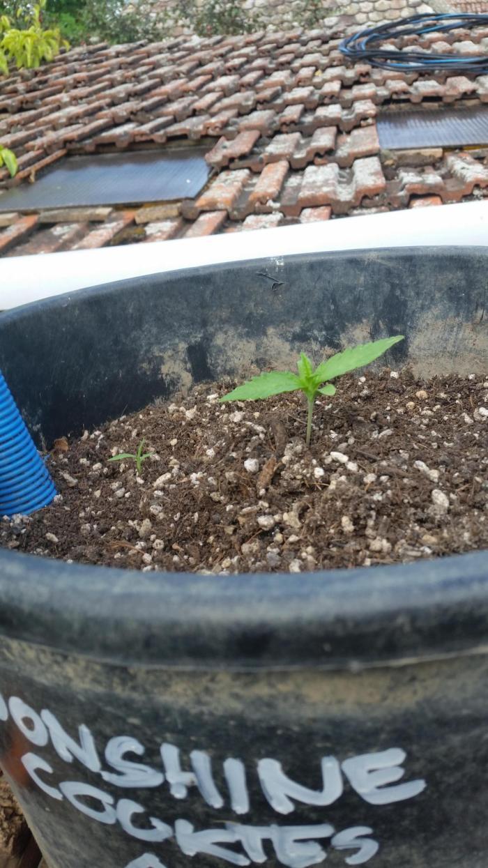 Weedseedsexpress Moonshine Cookies Auto. Week 2 - földet pótoltam a szár mellé feltöltésként.